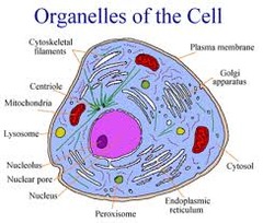 <p>lysosome- hydrolysis/degradation of waste, acidic environment, endocytosis ends here</p><p>peroxisome- beta oxidation of fatty acids, produces H2O2 which is broken down to water and CO2</p>