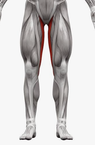 <p>Which muscle is this?</p>
