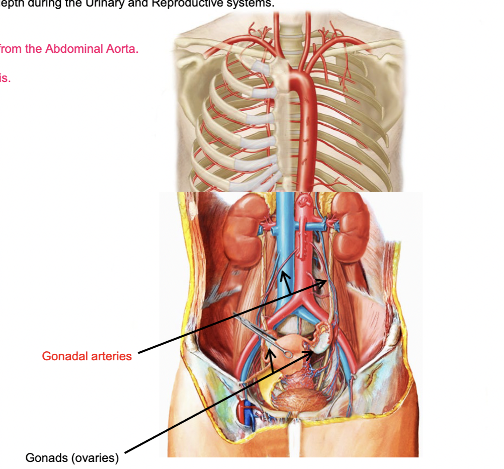 <p>What do gonadal arteries supply?</p>