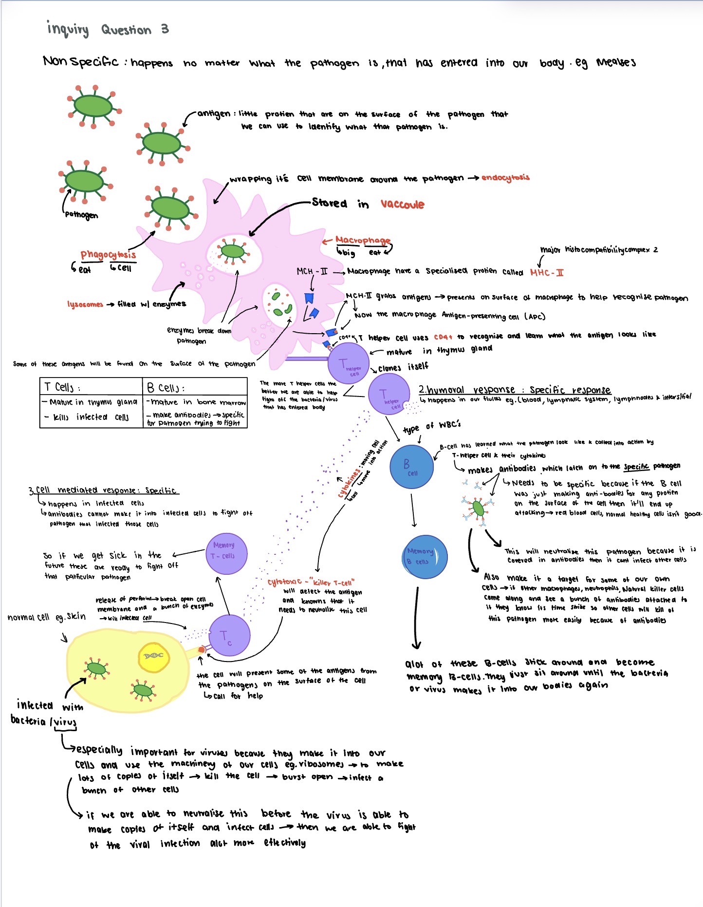 knowt flashcard image