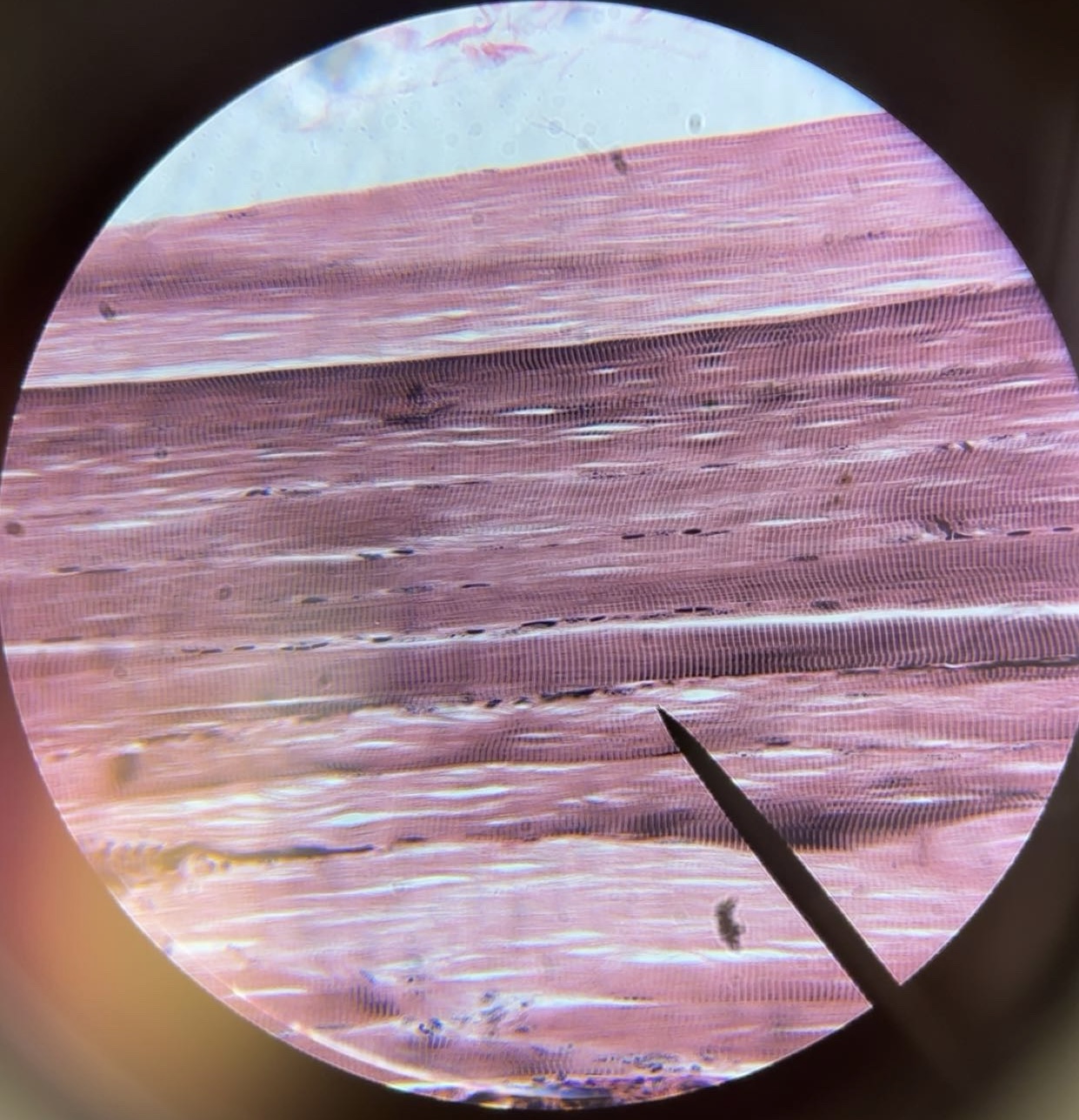 <p>tissue</p>
