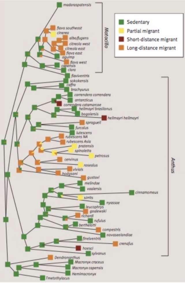 <p>Outlaw and Voelker 2006</p><p>Asked what factors predict evolution of migration</p><p>Studied migration habits of many related birds with differing environmental conditions</p><p>→Species in higher altitudes are more likely to migrate</p><p>Asked what the ancestral state of migration is</p><p>→ ancestrally the Pipit birds were likely sedentary</p>