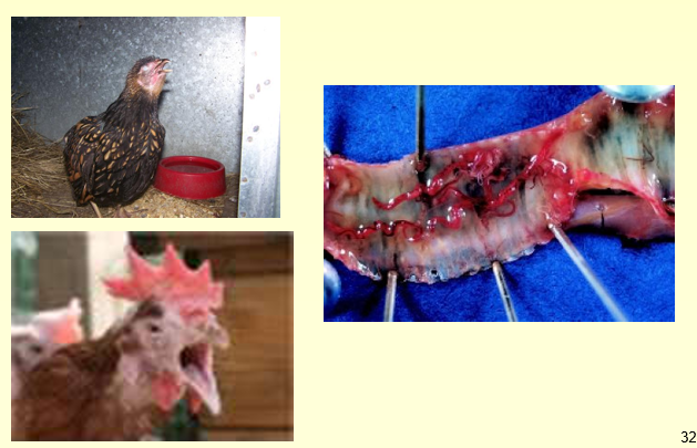 <p>Gapeworm (syngamus trachea) —> respiratory problem due to haemorrhage </p>