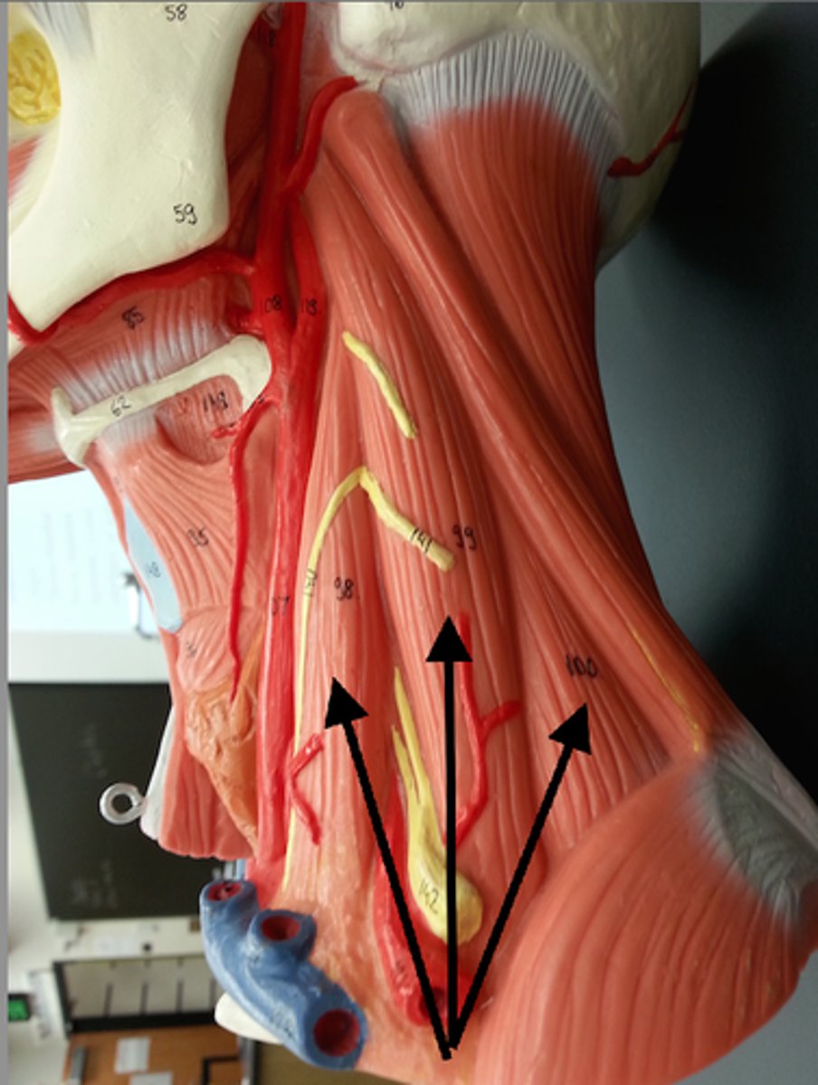<p>Region:</p><p>Neck</p><p>Action:</p><p>Elevate ribs (breathing) </p><p>Innervation:</p><p>Cervical nerves (C3-C8) </p>