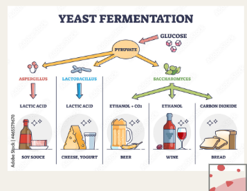 <p>A metabolic process that converts sugars to acids, gases, or alcohol, in the absence of oxygen. </p><p>Importance of fermentation,  preservation, food production</p><p>Ex. lactic acid bacteria and yeast</p>