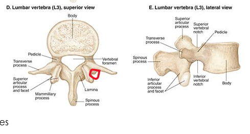 <p>Attachment for the intertransversarii muscles</p>