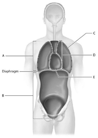 <p>Match the following with the correct body cavity or subdivision. </p><p>Identify the cavity that houses the heart.</p>
