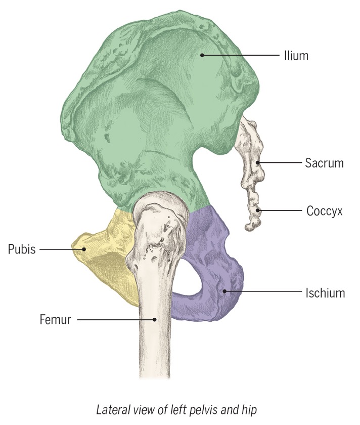 <p>what forms the pelvis </p>