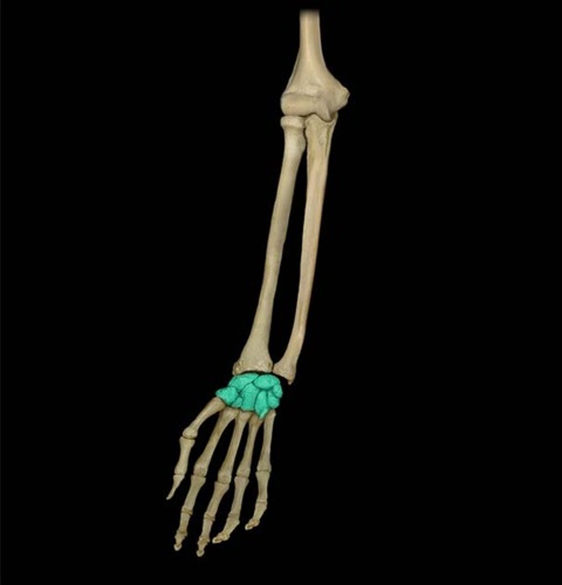 <p>Small bones that compose the wrist</p>