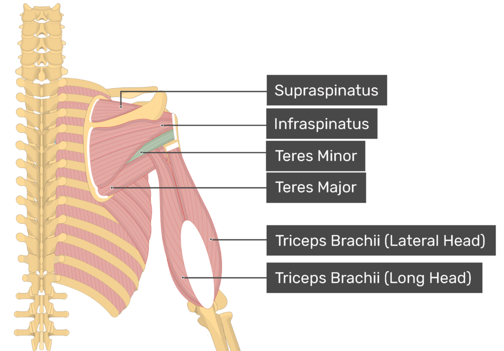 <p>Teres minor* **(Muscles crossing the shoulder - arm movement 7 of 9):</p><p>What is IAS<span style="color: rgb(244, 16, 16);">A</span>?</p>