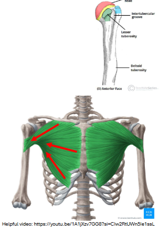 <p>Pectoralis Major</p>