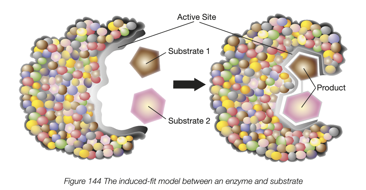 <ul><li><p>substrate binds to the enzyme by weak bonds, often causes a change of shape of both enzyme and the substrate</p></li><li><p>original model - lock and key - enzyme active site, which is like a keyhole to substrate (hence specificity)</p></li><li><p>induced-fit model - enzyme and substrate modify each other’s shape in the process of binding </p></li><li><p>active site continues to change until substrate is completely bound to it. this is when the final shape and charge are determined </p></li></ul><p></p>