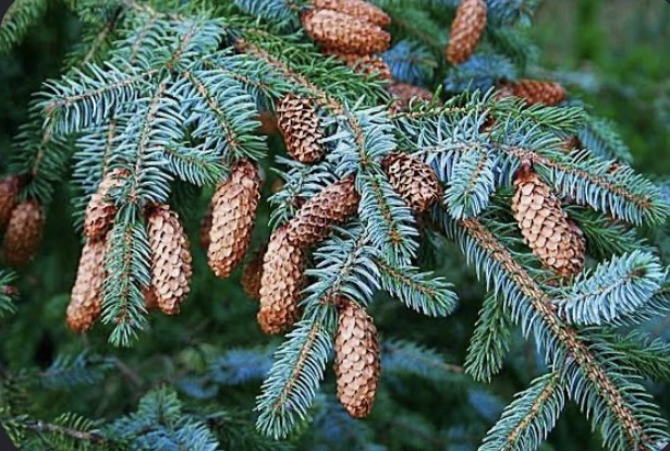 <p><mark data-color="blue" style="background-color: blue; color: inherit;">Gymnosperm:</mark>Picea sitchensis</p>