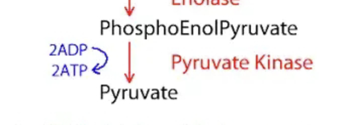 <p>Phosphoenolpyruvate (PEP) ---> Pyruvate. Enzyme: Pyruvate Kinase. Cofactor: ADP + H+ -> ATP (Substrate-level phosphorylation). Importance: Irreversible final payoff &amp; feed-forward step. Generates ATP and pyruvate; allosterically activated via feed-forward regulation by F-1,6-BP from Step 3.</p>