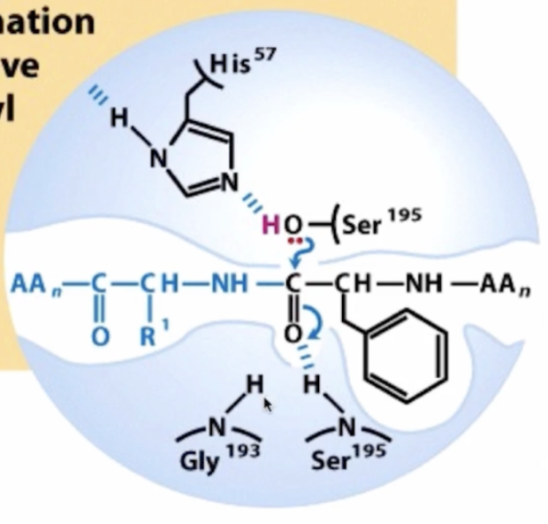 <p>1st step of chymotrypsin mechanism forms a _____ _____ complex</p>