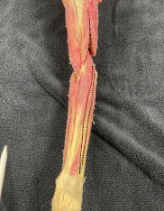 <p>Identify the muscle</p>