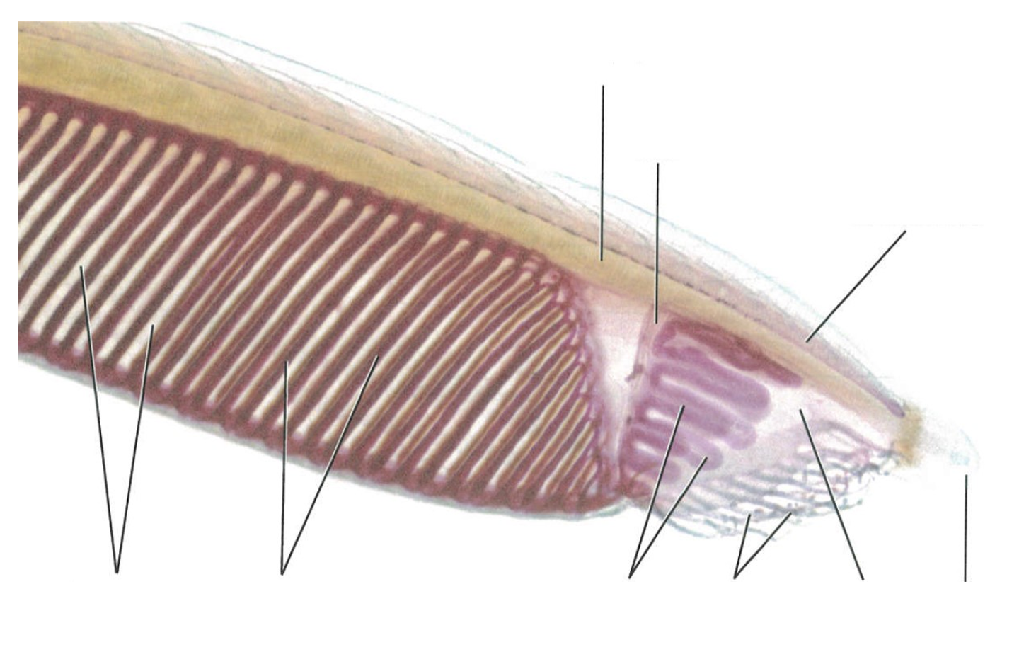 <p>Phylumn Genus</p><p>Name the Parts</p>