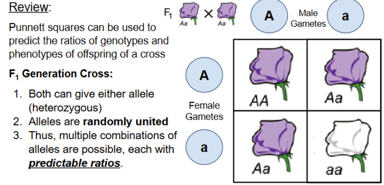 <p>Overview of F<sub>1</sub> generation cross</p>