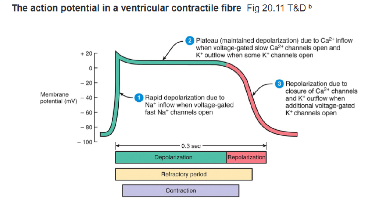 <ol><li><p>Rapid Depolarisation (Upstroke):</p><ul><li><p>mechanism: voltage-gated fast Na+ channels open upon reaching threshold → fast Na+ influx (same channel type as in nerve APs)</p></li></ul></li><li><p>Plateau:</p><ul><li><p>mechanism: depolarisation opens voltage-gated Ca2+ channels → large Ca2+ influx (triggers calcium release from sarcoplasmic reticulum), inward Ca2+ influx is balanced by outward K+ efflux, keeping membrane potential flat</p></li><li><p>contraction: Ca2+ influx directly drives myofibril contraction (explaining why contraction lags slightly behind electrical activity)</p></li><li><p>protection: long plateau creates an extended refractory period, preventing tetany and re-entry to ensure one-way excitation</p></li></ul></li><li><p>Repolarisation:</p><ul><li><p>mechanism: delayed rectifier voltage-gated K+ channels open while Ca2+ channels close → rapid K+ efflux repolarises the cell</p></li></ul></li></ol><ul><li><p>Timing and Coordination: Total AP duration is ~0.3 seconds at rest, variations in plateau duration across cells ensure the entire ventricle repolarises and relaxes in a coordinated fashion to allow refilling</p></li></ul><p></p>