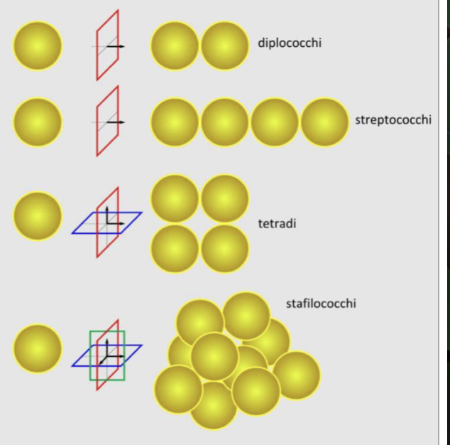 <p>La cellula batterica è una cellula procariotica di piccole dimensioni </p><p>Diametro → da frazioni di micrometro a pochi micrometri</p><p>Forma:</p><ul><li><p>Sfera (cocchi)</p><ul><li><p>se sono riuniti a due a due vengono chiamati diplococchi</p></li><li><p>se sono riuniti a grappolo vengono chiamati stafilococchi</p></li><li><p>se sono riuniti a catenelle vengono chiamati streptococchi</p></li></ul></li><li><p>Cilindro (bacilli)</p><ul><li><p>se sono particolarmente corti vengono chiamati coccobacilli</p></li><li><p>se presentano estremità assottigliate vengono detti bacilli fusiformi</p></li><li><p>se presentano curvature lungo l’asse maggiore, vengono definiti vibrioni o spirilli </p></li><li><p>come raggruppamenti principali abbiamo i diplobacilli e streptobacilli</p></li></ul></li></ul><p></p>