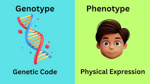<p>Phenotype ; Genes are expressed through your phenotype ( how the genotype is physically expressed like eye colour<span><span>&nbsp; </span></span>and blood type etc)</p>