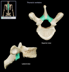 <p>left or right dorsal half of the arch</p>