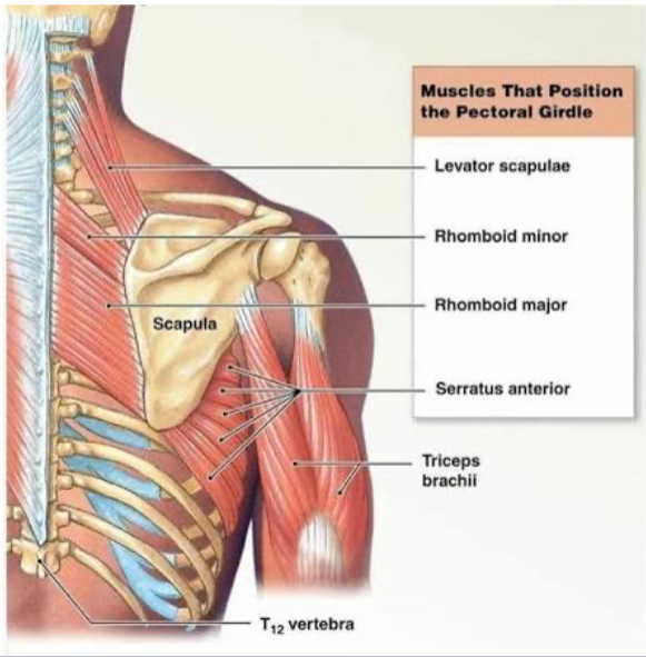 <p>What is the <strong>origin </strong>of the<strong> Serratus anterior</strong>?</p>