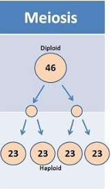 <p>Diploid to haploid</p><p>Produces cells that are genetically unique from the parent with half as much DNA</p><ul><li><p>8 stages in total</p></li><li><p>Purpose is sexual reproduction</p></li><li><p>produces 4 haploid daughter cells</p></li><li><p>Chromosome number is halved in each daughter cell</p></li></ul><p></p>