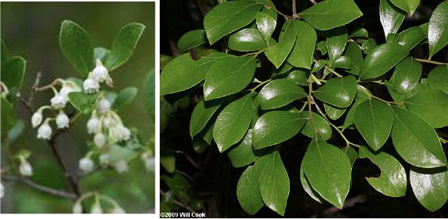 <p>Family<br>Genus<br>Species<br>Common Name</p>