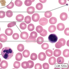 <p>-Blood and Lymph </p><p>-Watery matrix</p>