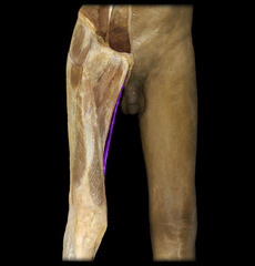 <p>innervation: obturator nerve</p>