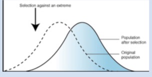 <p>One extreme phenotype is selected for </p>
