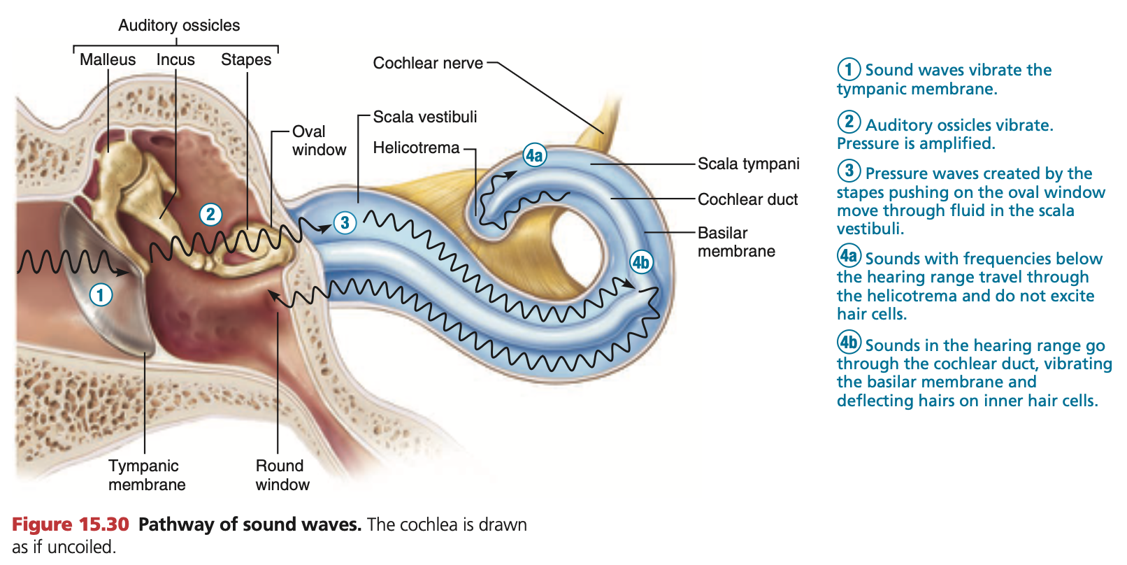 <ol start="6"><li><p>Middle ear bones: <mark data-color="yellow" style="background-color: yellow; color: inherit;">Malleus, Incus &amp; Stapes</mark> vibrate due the waves, <strong>amplifying the soundwaves.</strong> The last bone, <mark data-color="yellow" style="background-color: yellow; color: inherit;">stapes</mark> hits the fleshy <strong><mark data-color="yellow" style="background-color: yellow; color: inherit;">oval window</mark></strong>, which propagates vibrations into the cochlea</p></li><li><p>Vibrations travel up the cochlea’s spiral through the <strong>scala vestibuli</strong>, towards the <strong>helicotrema</strong> (spiral apex), and back down the spiral through the <strong>scala tympani</strong></p></li><li><p>This order of movement causes the middle space, the <strong>cochlear duct (scala media)</strong>, to move up and down, stimulating <mark data-color="red" style="background-color: red; color: inherit;">mechanoreceptors</mark> inside called <mark data-color="red" style="background-color: red; color: inherit;">‘hair cells’</mark>.</p></li><li><p><mark data-color="red" style="background-color: red; color: inherit;">Hair cells</mark> have branches of the cochlear nerve attached to their bases (part of <mark data-color="blue" style="background-color: blue; color: inherit;">Vestibulo</mark><u><mark data-color="blue" style="background-color: blue; color: inherit;">cochlear</mark></u><mark data-color="blue" style="background-color: blue; color: inherit;"> nerve).</mark> Movement of hair cells stimulate this cochlear nerve.</p></li></ol><p></p>