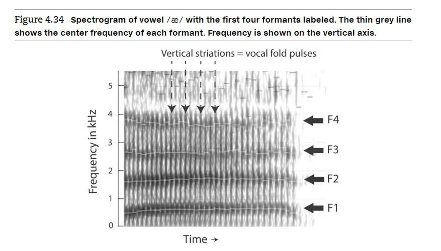 <p>Four distinct bands of energy are typically observed, corresponding to F1, F2, F3, and F4.</p>