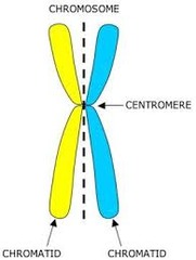 <p>the two identical halves of a single replicated eukaryotic chromosome and joined at the centromere</p>