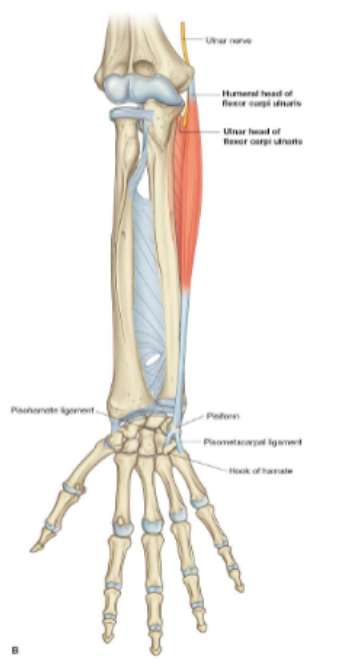 <p>Origin: medial epicondyle + olecranon and posterior border of ulna</p>