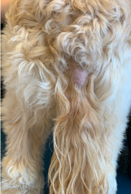 <p>What disease is this?</p>