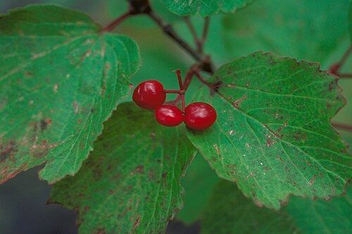 <ul><li><p>Opposite maple-like leaves</p></li><li><p>Flat clusters of white flowers</p></li><li><p>Bright translucent red berries</p></li><li><p>Tart berries persist into fall</p></li><li><p>Moist woods & stream edges</p></li><li><p>Commonly confused with baneberry or currants</p></li></ul><p></p>
