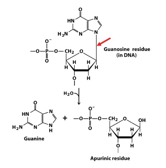 <p><strong>Depurination</strong>: Hydrolysis of the glycosidic bond linking a purine base to the sugar-phosphate backbone</p><p>Yields an <strong>abasic site </strong>(Site without base); Also called <strong>AP sites </strong>(apurinic/apyrimidinic site)</p><p>Much more common than <strong>depyrimidination</strong></p>