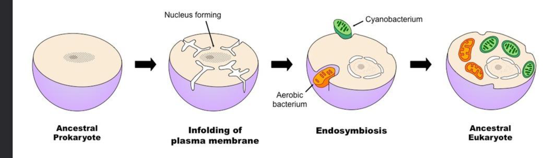 <ul><li><p><strong>Definition:</strong> An evolutionary theory stating that <strong>eukaryotic cells</strong> originated from a symbiotic relationship between different types of <strong>prokaryotes</strong>.</p></li><li><p><strong>The Process:</strong> A large host cell engulfed smaller, specialized bacteria (aerobic bacteria and cyanobacteria) which eventually evolved into organelles.</p></li><li><p><strong>Key Figures:</strong> </p><ul><li><p><strong>Konstantin Mereschkowski:</strong> First proposed the idea (1905).</p></li><li><p><strong>Lynn Margulis:</strong> Advanced the theory with microbiological evidence (1967).</p></li></ul></li></ul><p></p>
