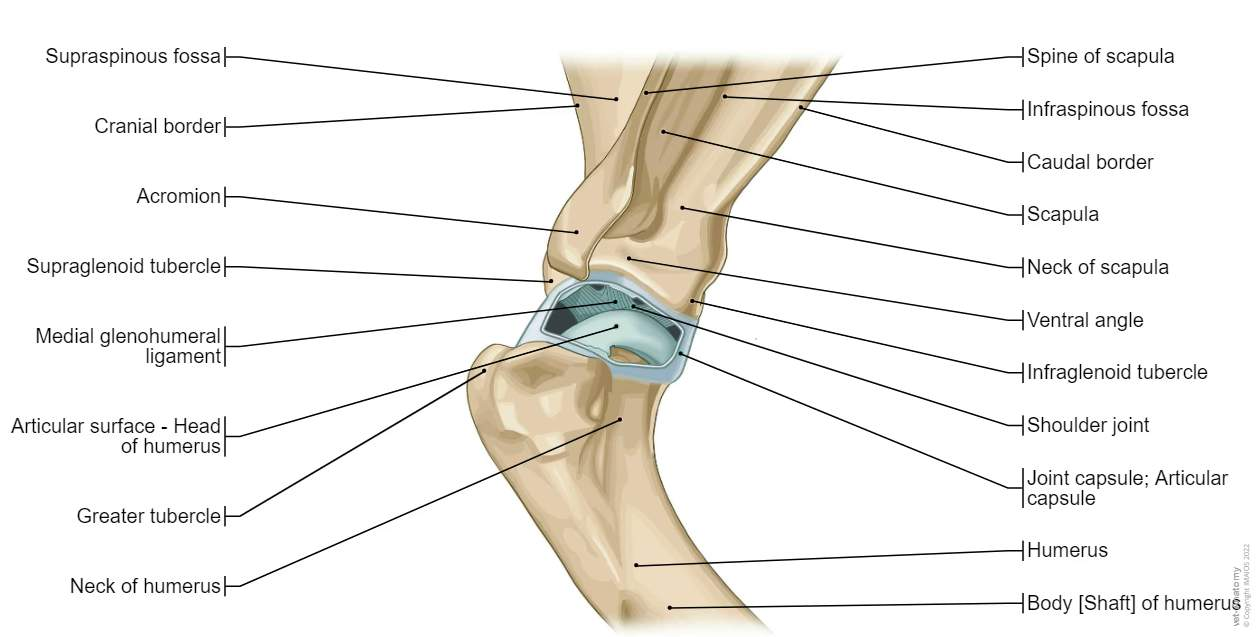<p>Shoulder</p>