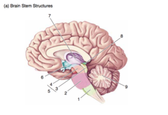 <p>The medial surface of the brain.</p><p>Brain stem structures.</p><p>8</p>
