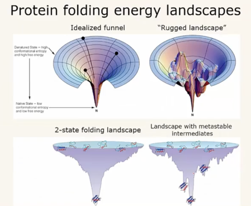 <p>as the unfolded protein begins to fold, even just once, it narrows down the possibilities of the native state (more folds = less possibilities - funnel!)</p><p>“Rugged landscape of funnel” → sometimes proteins can thermodynamically unfold, but if it's too far into folding, it is less likely to do this (energetically too hard to change the fold - ends up breaking back down to amino acids to be remade into another protein)</p><p>chaperones prevent making the wrong folds!</p>