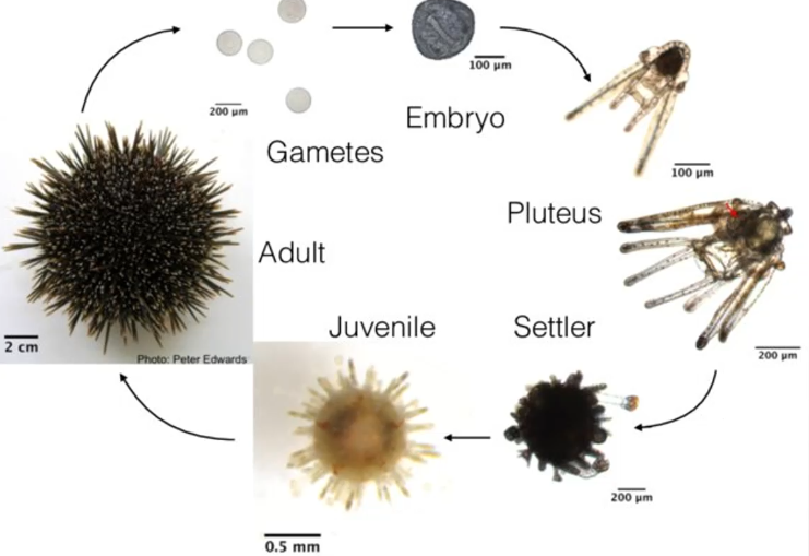 <p>Sexual reproduction and external fertilisation.</p>