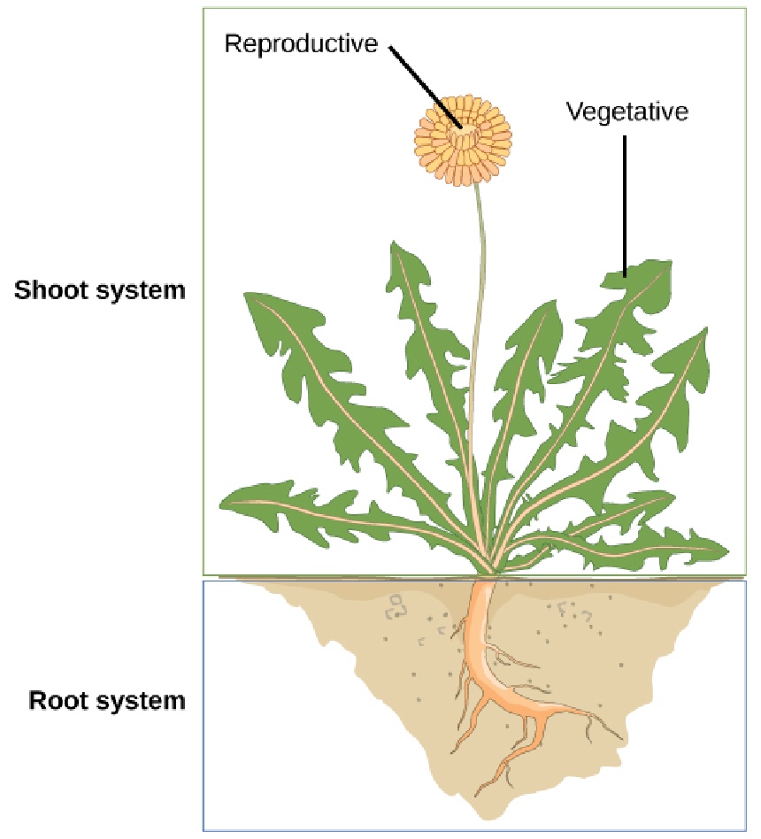 <p>the part of a plant that includes stems and leaves, responsible for photosynthesis and reproduction. (vegetative and reproductive)</p>