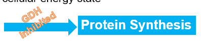 <p>Glutamate dehydrogenase is a key regulatory enzyme in amino acid metabolism, and its activity is closely tied to the energy status of the cell.</p><p></p><p>When is GDH <strong>inhibited</strong></p>