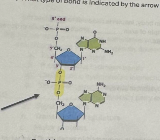 <p>What type of bond is indicated by the arrow in the diagram below?</p>