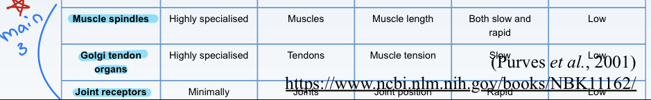 <p>Muscle spindles</p><p>Golgi tendon organs</p><p>Joint receptors</p>