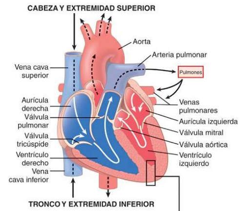 knowt flashcard image