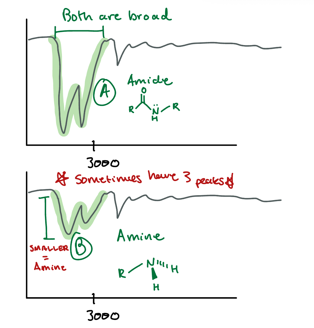 <p><strong>NH Bond: Amide/Amines, </strong>3300, Broad and<strong> looks like a W</strong></p><p>A: <strong>AMIDE</strong> because the peaks are <strong>DEEP</strong></p><p>B: <strong>AMINE, </strong>same thing but <strong>shallow</strong></p><p></p><p><strong>**DO not confuse these with CH bonds, CH bonds are at a lower frequency than 3300</strong>**</p>